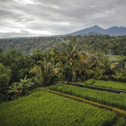 Wisata Puhu