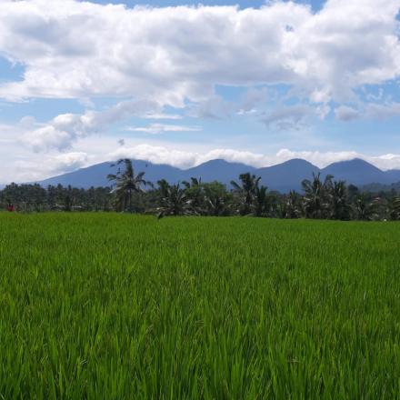 wisata Desa